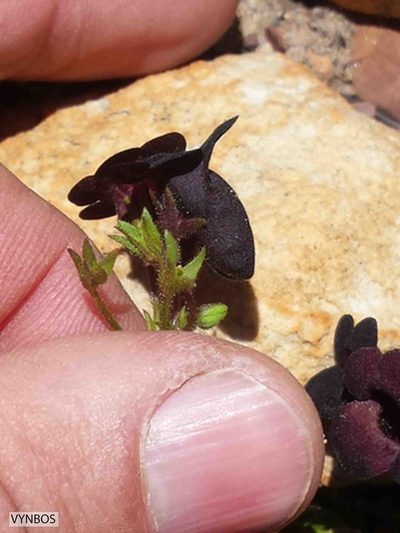 Nemesia bodkinii, photographed by Chris Vynbos
