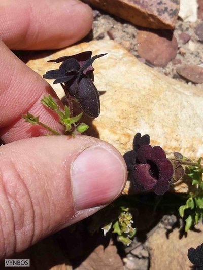Nemesia bodkinii, photographed by Chris Vynbos
