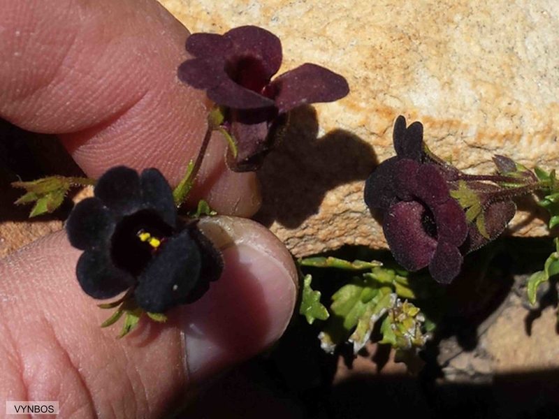 Nemesia bodkinii, photographed by Chris Vynbos
