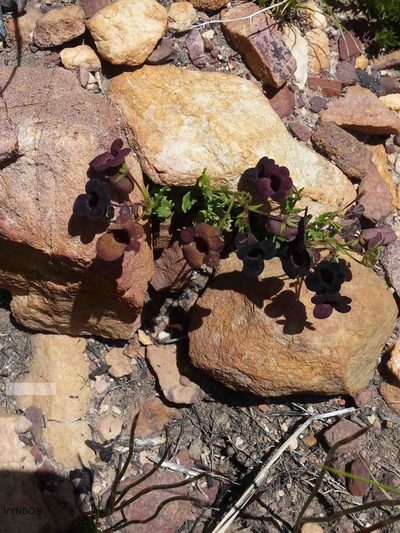 Nemesia bodkinii, photographed by Chris Vynbos
