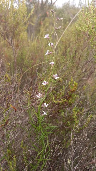 Cyphia sylvatica, photographed by kevin koen