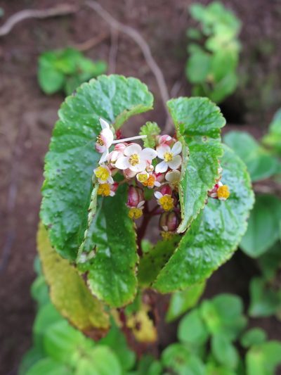 Begonia annobonensis, photographed by Ricardo Lima