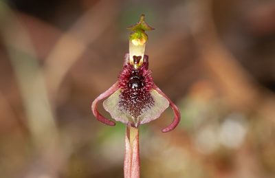 Chiloglottis curviclavia, photographed by Rolf Lawrenz