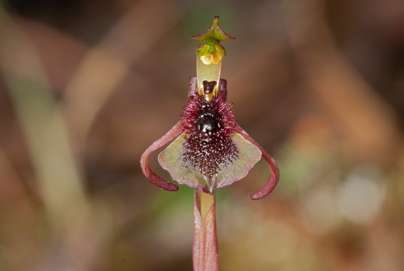 Chiloglottis curviclavia, photographed by Rolf Lawrenz