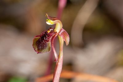 Chiloglottis curviclavia, photographed by Rolf Lawrenz