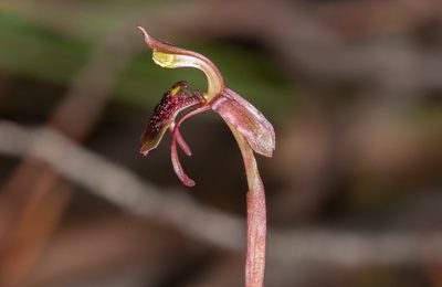 Chiloglottis curviclavia, photographed by Rolf Lawrenz