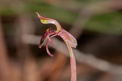 Chiloglottis curviclavia, photographed by Rolf Lawrenz