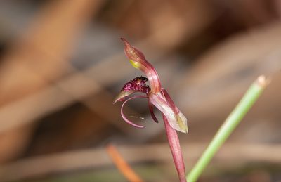 Chiloglottis curviclavia, photographed by Rolf Lawrenz