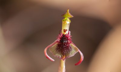 Chiloglottis curviclavia, photographed by Rolf Lawrenz