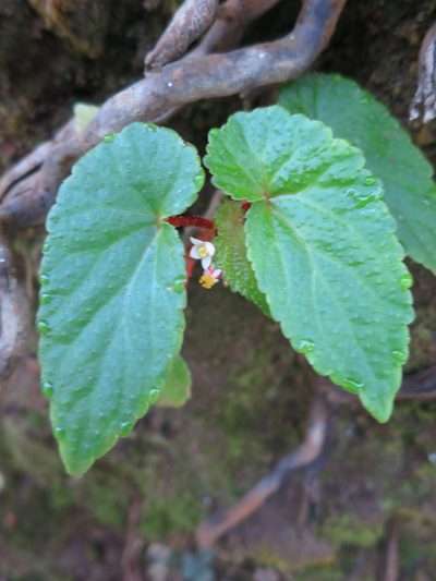 Begonia annobonensis, photographed by Ricardo Lima