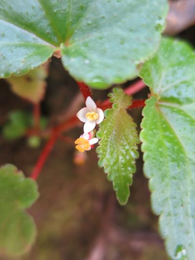 Begonia annobonensis, photographed by Ricardo Lima
