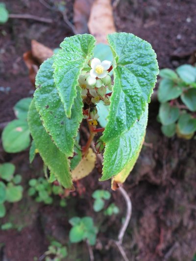 Begonia annobonensis, photographed by Ricardo Lima