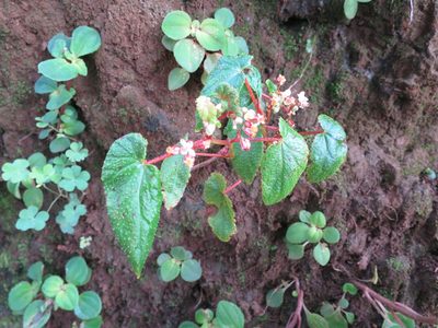 Begonia annobonensis, photographed by Ricardo Lima