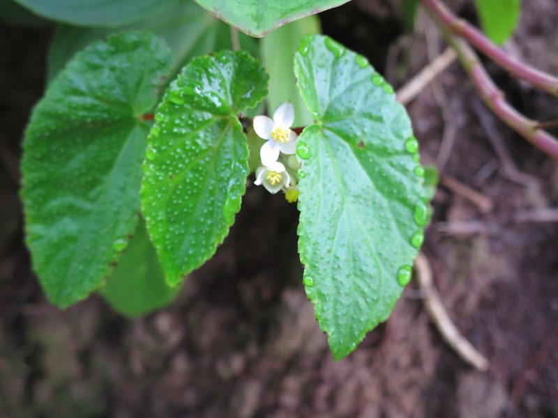 Begonia annobonensis, photographed by Ricardo Lima