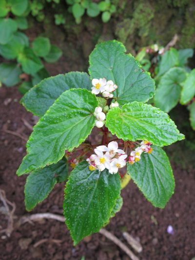 Begonia annobonensis, photographed by Ricardo Lima