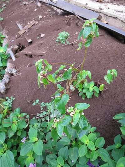 Begonia annobonensis, photographed by Ricardo Lima