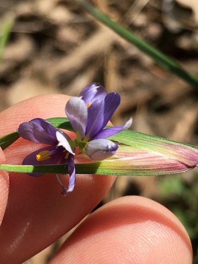 Sisyrinchium mucronatum, photographed by Becky Dill