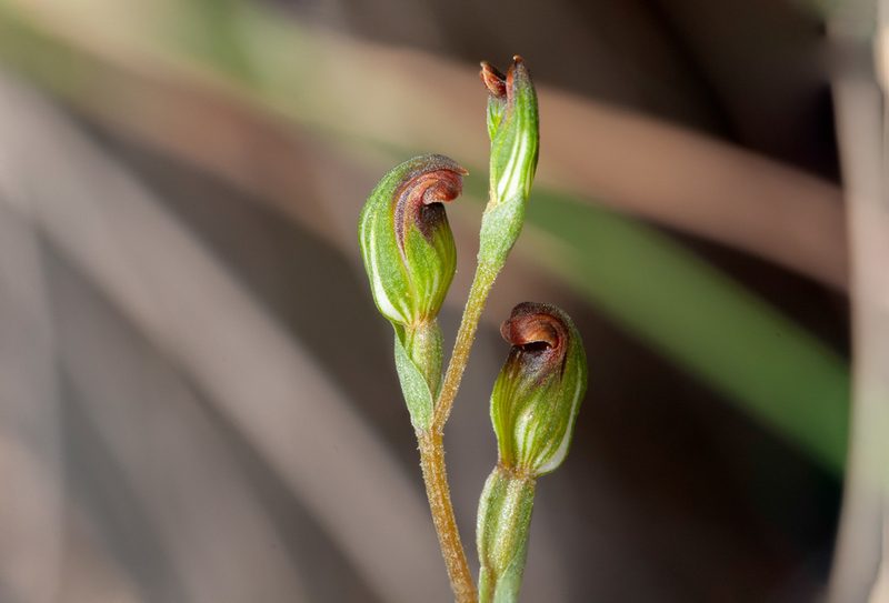 Pterostylis rubescens, photographed by Rolf Lawrenz