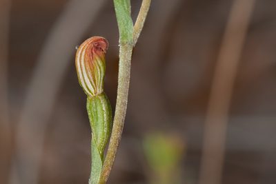 Pterostylis rubescens, photographed by Rolf Lawrenz