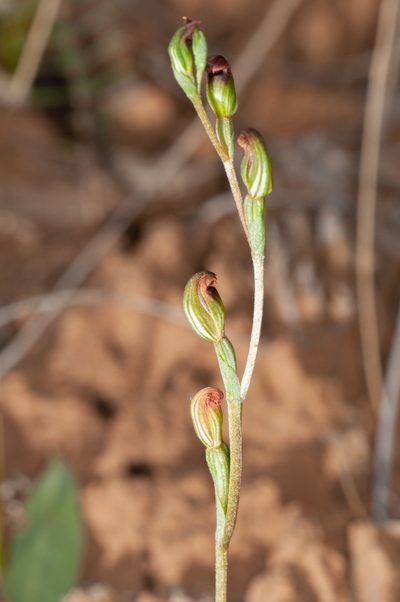 Pterostylis rubescens, photographed by Rolf Lawrenz