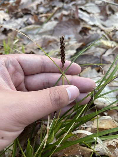 Carex picta, photographed by Brandon Corder