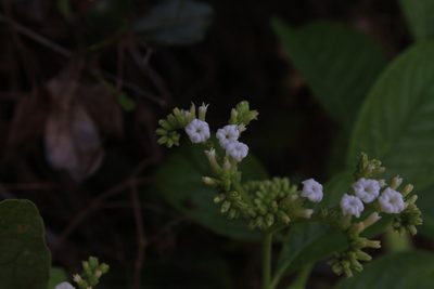 Heliotropium verdcourtii, photographed by Brian Oakes Haiti Hunter