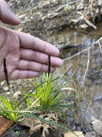 Carex picta, photographed by Brandon Corder