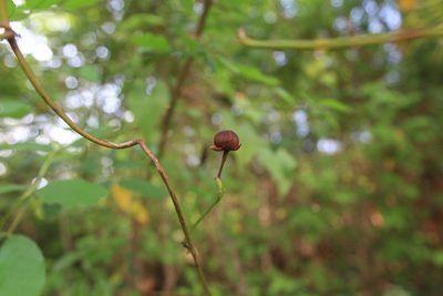 Camonea umbellata, photographed by Brian Oakes Haiti Hunter