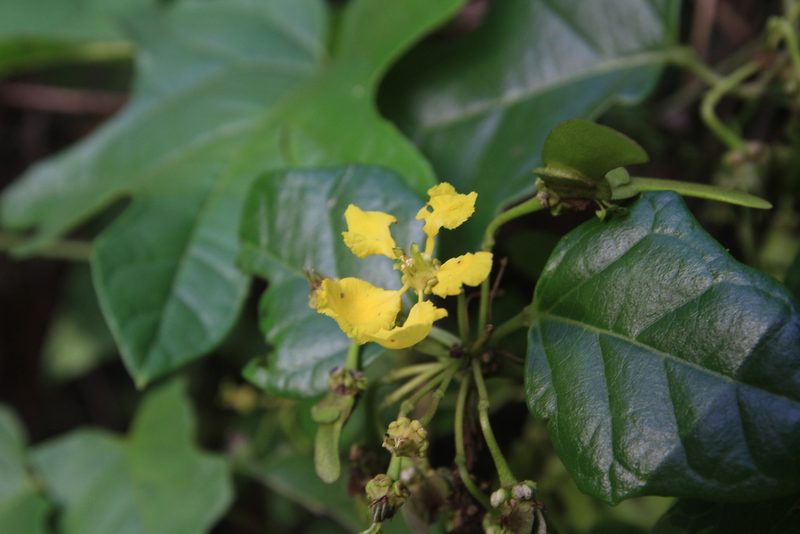 Stigmaphyllon diversifolium, photographed by Brian Oakes Haiti Hunter