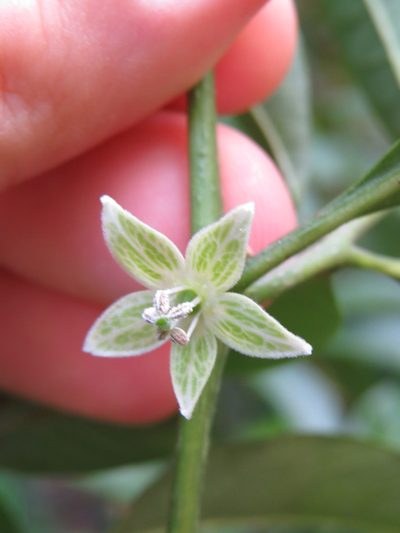 Athenaea fasciculata, photographed by Victor Farjalla Pontes