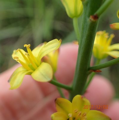 Eriospermum mackenii, photographed by Peter Warren