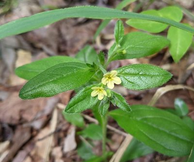 Lithospermum tuberosum, photographed by Philip Vanbergen
