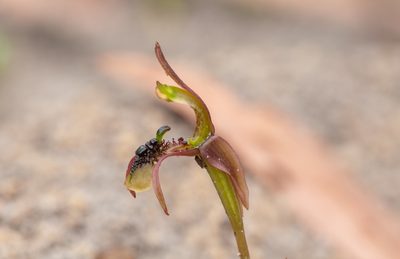 Chiloglottis seminuda, photographed by Rolf Lawrenz