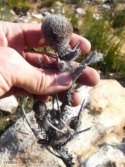 Brunia macrocephala, photographed by Chris Vynbos