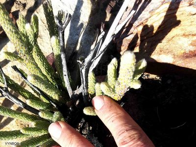 Brunia macrocephala, photographed by Chris Vynbos