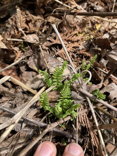 Astragalus neglectus, photographed by Kathleen Houlahan Chayer