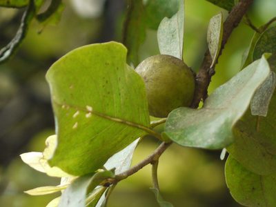 Diospyros melanoxylon, photographed by Dinesh Valke
