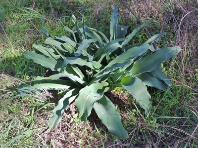 Crinum crassicaule, photographed by i_c_riddell
