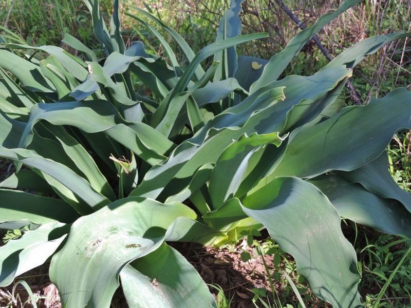 Crinum crassicaule, photographed by i_c_riddell