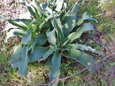 Crinum crassicaule, photographed by i_c_riddell