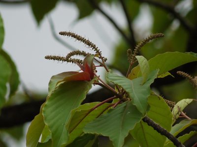 Hymenodictyon obovatum, photographed by Dinesh Valke