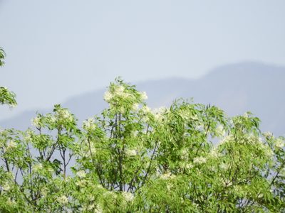 Fraxinus cuspidata, photographed by Leticia Jiménez Hernández