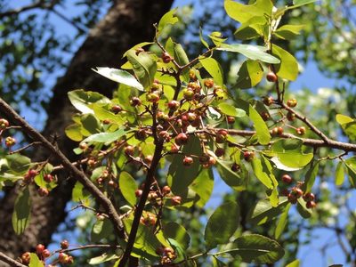 Ochna schweinfurthiana, photographed by i_c_riddell