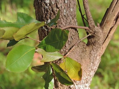 Ochna schweinfurthiana, photographed by i_c_riddell