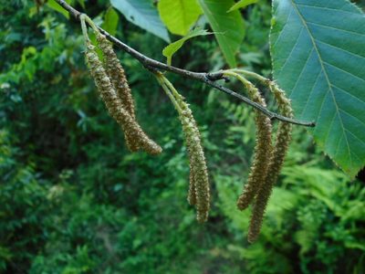 Betula alnoides, photographed by Eugene Popov