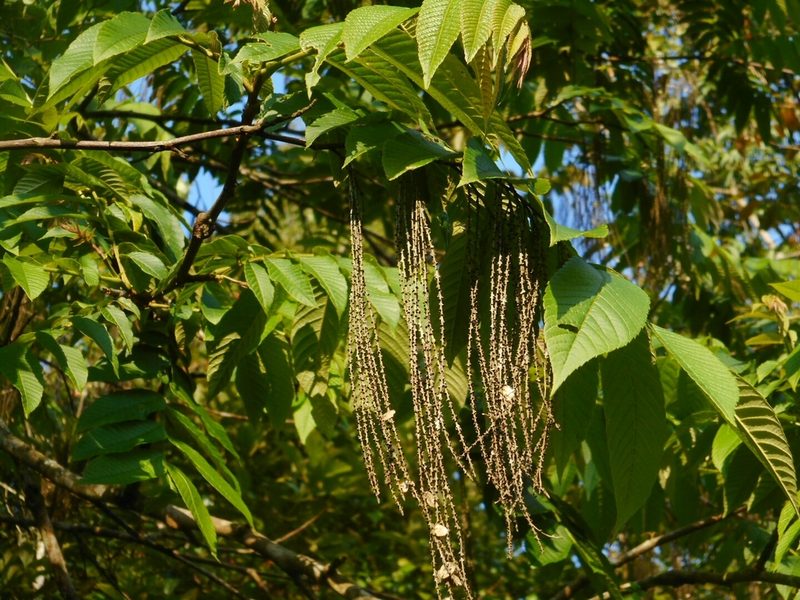 Rhoiptelea chiliantha, photographed by Eugene Popov