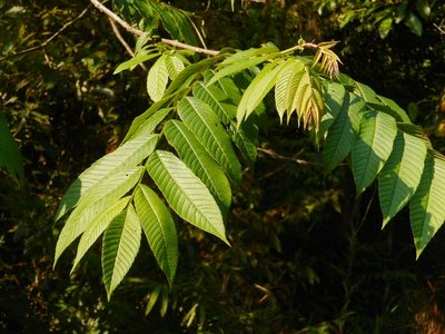 Rhoiptelea chiliantha, photographed by Eugene Popov