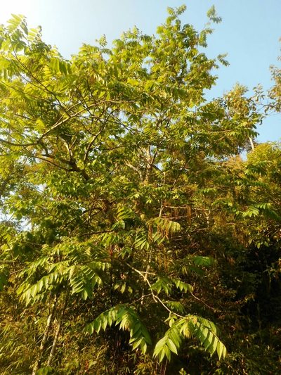 Rhoiptelea chiliantha, photographed by Eugene Popov
