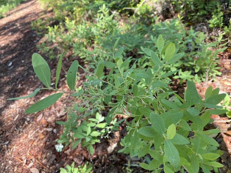 Gaylussacia tomentosa, photographed by Judy Gallagher