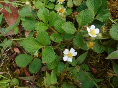 Fragaria nilgerrensis, photographed by Eugene Popov